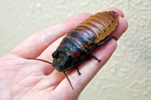 Giant Cockroach... WHY THE FUCK ARE YOU HOLDING IT!?!?!?!