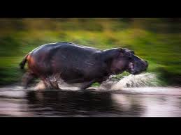 fast like hippo